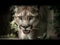 Download Lagu Puma Roar - Sound Effect