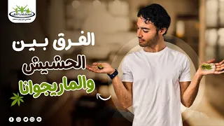   عناصر هامة توضح الفرق بين الحشيش والماريجوانا دندنها