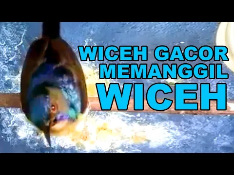 Download MP3 SUARA BURUNG WICEH KOLIBRI KELAPA  GACOR NGALAS NGEPLONG  PANCINGAN KOLAP WICEH MEMANGGIL WICEH