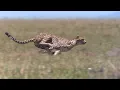 Download Lagu Cheetah - Chase Compilation