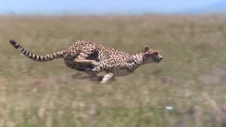 cheetah chase compilation