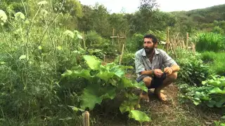 Experiência na Ecovila Viva