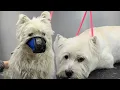 I m sorry but we will NOT be able to groom your dog
