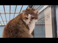 Roanoke Valley SPCA finds foster care for all shelter animals in need in search for RCACP fosters