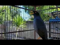 Jalak Kebo Mata Putih Super Gacor Pas Buat Masteran Semua Jenis Burung jalak Eps 147
