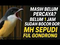 Download Lagu REVIEW CENDET MH SEPUDI USIA 3 BULAN FUL GONDRONG MENTAL BAJA 99% CALON JUARA!