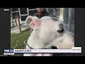 Adopt-a-Pet