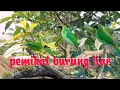 Download Lagu suara pikat burung cucak ijo dan cucak ranting, berburu burung liar