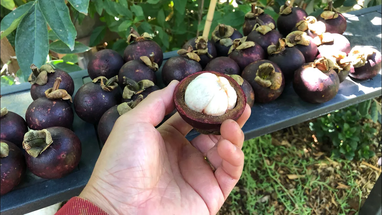 Most people know the Achacha and have seen and tasted them in Australian Supermarkets. The madrono f. 