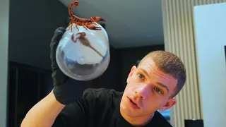 لقينا عقرب بالبيت! ما توقّعنا اللي صار… 😱🦂