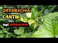 Download Lagu CANTIK tapi BERBAHAYA