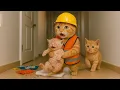 Download Lagu Touching Story About Kitten Rescuing Abandoned Newborn Cat, Mama Cat Takes Care Of It Carefully