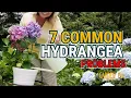 7 Common Hydrangea Problems and How to Avoid Them Garden Answer