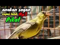 Download Lagu suara anakan sogok ontong memanggil