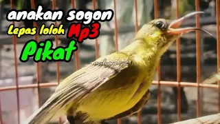 Download suara anakan sogok ontong memanggil MP3