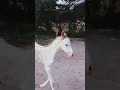 Download Lagu Beautiful White Foal son of late Stallion Al-Murtajiz #ubstudfarm #horse #layyah #foal