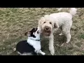 Corgi VS Goldendoodle