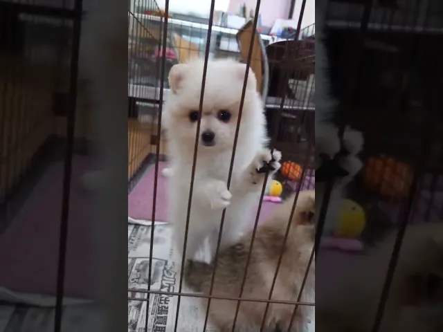 動画