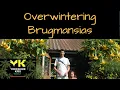 Download Lagu How to over winter Brugmansias, Angels Trumpets Download Lagu How to over winter Brugmansias, Angels Trumpets