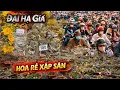 Lagu Đầu Giờ Sáng 27 Tết Hàng Loạt Nhà Vườn Xổ Rẻ Xập Sàn Mai Gốc Siêu Nụ 100K /cây rẻ nhất Sài Gòn