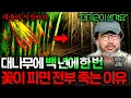 Download Lagu 백 년에 한번 꽃이 피는 대나무는 어떻게 번식해온 걸까?  | 과학정모 EP.42