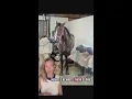 Horses help inmates rewrite their story