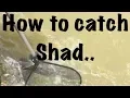How to catch shad Lake Hickory