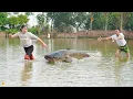 Lagu Harvesting 1000+ Fish go to Market Sell — A Giant Python Lurks Underwater \u0026 Ambushing the Girl!🐍