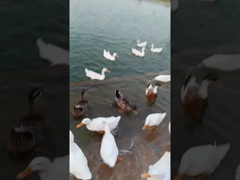 Duck #baby #story #urdu #childrens #animation #ant #show #fire #school #kids #games #hindi #fyp #fy