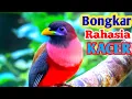 Download Lagu MASTERAN KACER BONGKAR ISIAN Kacer jadi cerdas