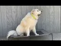 K H Pet Products Elevated Dog Beds Review