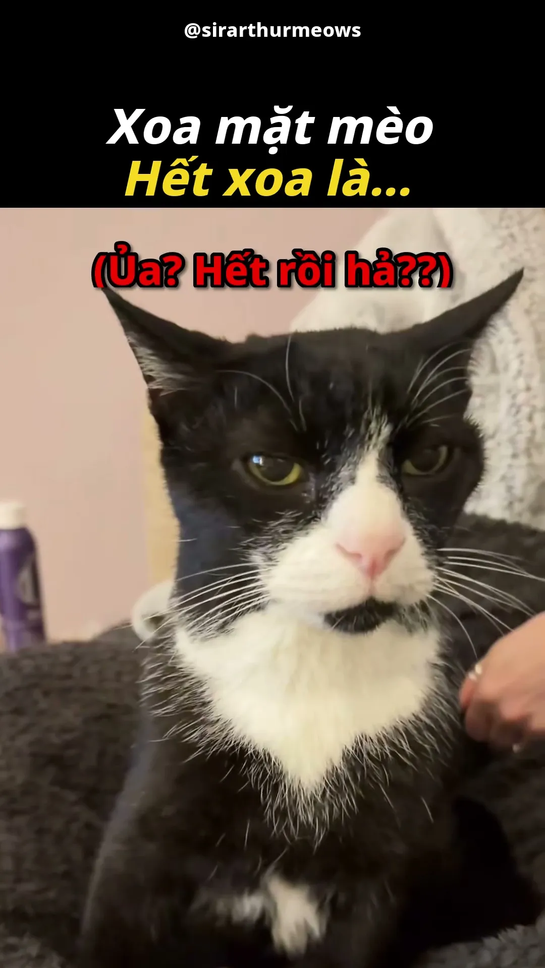 Hoàng Thượng Chưa Xong Đâu, Đừng Ai Dám Làm Phiền Ngài 😾