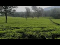 Download Lagu Hujan deras di bukit terindah indonesia||sangat deras dan sejuk||selamat tinggal insomnia