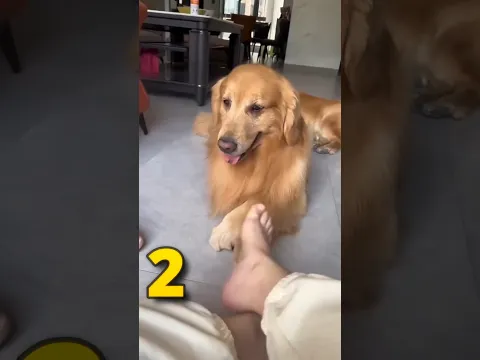 Dogs can copy everyone 🐕 😂