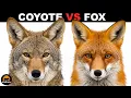 What Is the Difference Between Coyotes and Foxes