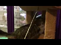 of adoptable pet named Cheyenne