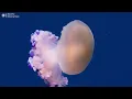 Musica Relajante para Dormir Bien 🐠Liberate del Estres y la Ansiedad,Ayuda a Meditar y Calmarte #15