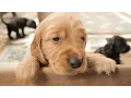 Cocker Spaniel Puppies 4 Weeks Old