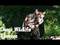 Exploring the Okapi Wildlife Reserve A Hidden Gem in the Congo