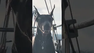 🐾.. #fyp #dream #youtube #pets #doberman