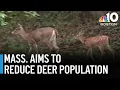 Growing deer population causing problems in Mass