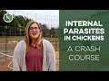 Preventing Internal Parasites in Chickens A Crash Course