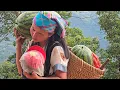 Download Lagu A single mother and son went to pick giant watermelons to sell.- Lý Tử Nhi