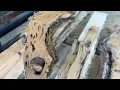 Pecky cypress compilation
