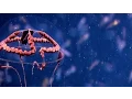 Download Lagu BIZARRE DEEP SEA JELLY