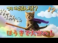 Download Lagu 子猫が夢見た魔法のほうき ✨ 本当に飛べると思ったけど…