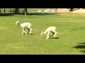 Baby Alpacas playing and bouncing around