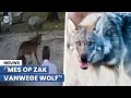 Expert waarschuwt: hierom gaan we wolf vaker in stedelijk gebied zien