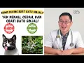 Download Lagu Kumis Kucing Buat Batu Ginjal?? Yuk Kenali, Cegah, dan Obati Batu Ginjal
