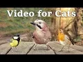 s for Cats to Watch - 8 Hour Birds Bonanza - Cat TV Bird Watch Mp3 Song Download